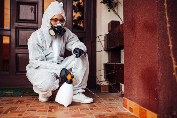 Reliable Wasp Removal contractor in Bonita, CA by Show Me Pest Control